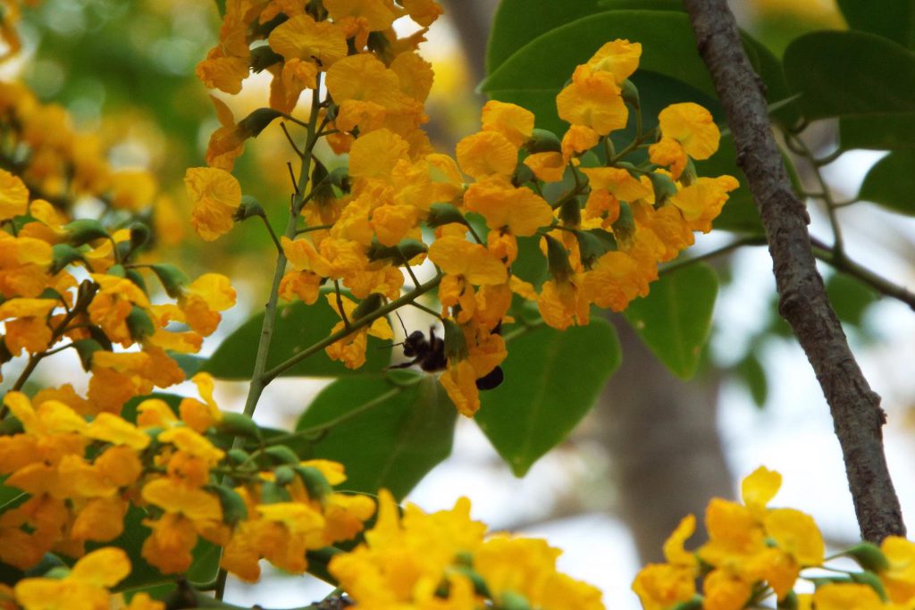 cây giáng hương