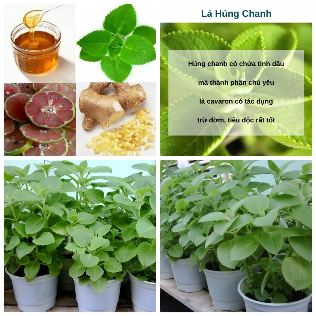 tác dụng cây húng chanh