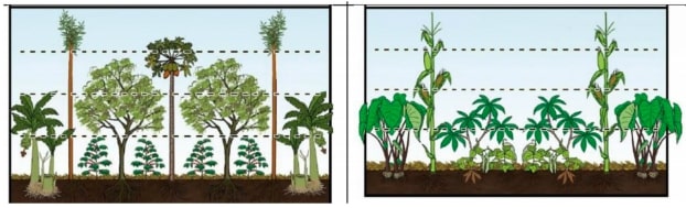 Syntropic – Hướng Dẫn Trồng Nông Nghiệp Sinh Thái Vườn Rừng